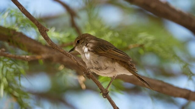 Marico Flycatcher sits on branch of acacia tree, Close up