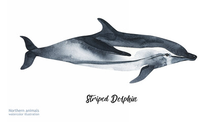 Watercolor Striped Dolphin. Hand painting postcard with dolphin isolated white background. Ocean animals.	