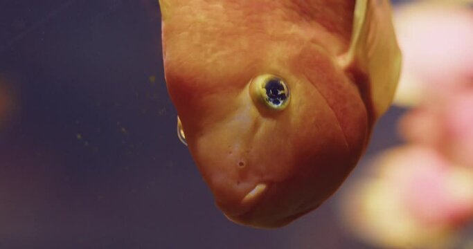 Blood Parrot Cichlid Swimming In An Aquarium. - closeup