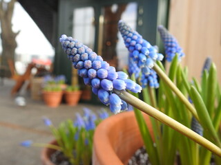 hyacinth flowers in the pot in front of a cafe