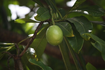 green fruit on the tree