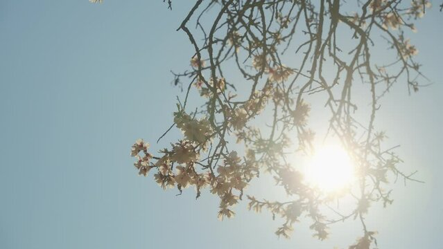 Cinematic sun flare through blooming flowers in spring (4k 30p Slowmotion)