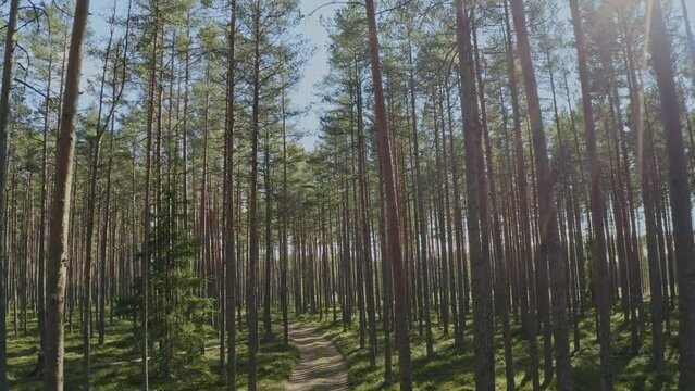 Beautiful forest. Smooth aerial drone view of pine forest and a forest path. Reverse movement. Nature hiking trail and camping concept.
