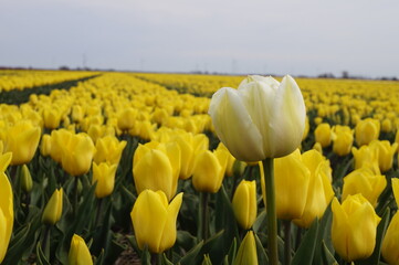 Tulip Field Netherlands