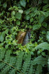 A brown leaf is hidden between green plants in a tropical area