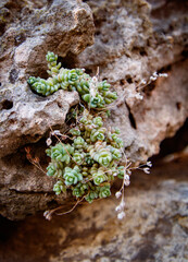 FRANCE - FLOWERS -   - VG -