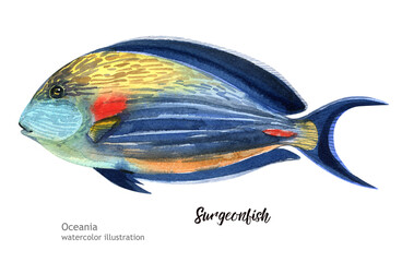 Surgeonfish watercolor. watercolor cute Surgeonfish. Watercolor cute animal. Watercolor cute fish. Hand painting isolated white background. fish