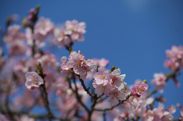 桜の花のクローズアップ