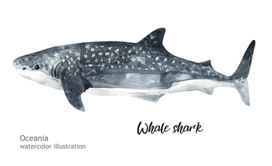 Watercolor cute Whale shark. Hand painting postcard with Whale shark isolated white background. Ocean animals