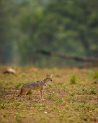golden jackal or Canis aureus side profile in open field and in natural green habitat at kanha national park forest madhya pradesh india asia