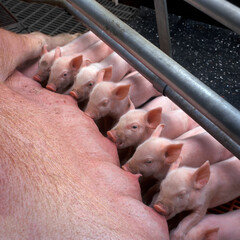 Lot of little pigs are fed by their mother pig