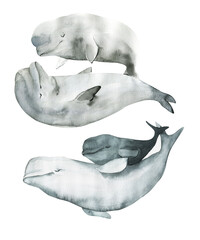 Watercolor cute beluga whale . Hand painting postcard with beluga whale isolated white background. Ocean animals