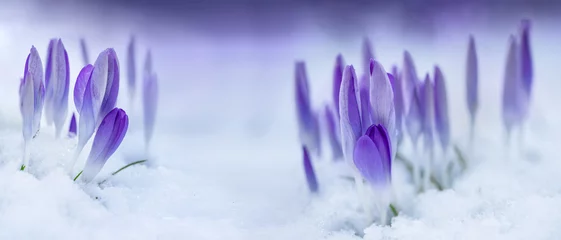 Fotobehang Krokus crocus in snow  © meegi