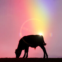 calf silhouette in the meadow with sunset background