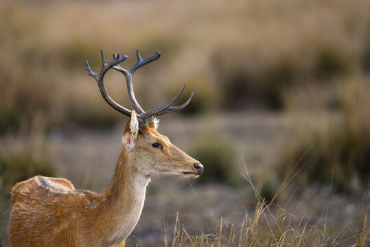 Male Barasingha or Rucervus duvaucelii or Swamp deer closeup or portrait of elusive and vulnerable animal species at kanha national park forest or tiger reserve madhya pradesh india asia
