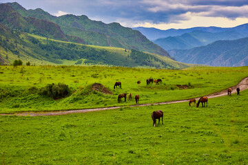 Fototapeta na wymiar Herd of wild horses walks grazing in a green meadow among the high mountains. Young horses from the livestock farm on free grazing in the summer along the country road