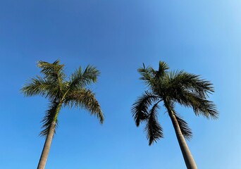 Obraz premium palm trees against sky