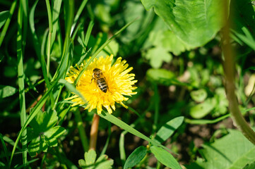 Close-up of a large striped bee collecting honey on a yellow flower on a bright sunny day. A bee collects honey on a yellow dandelion in a meadow, in a natural environment