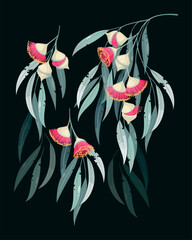 Vector set of eucalyptus flowers and leaves - 578302860