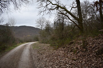 Fototapeta premium Naturpfad