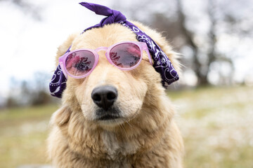 Cinnamon dog and blue eyes with a purple bandana on its head prepared for the 8m, International Women's Day