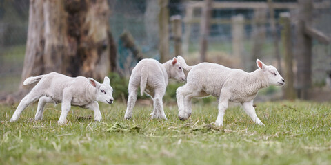 Young white lambs playing in the meadow in Spring time © erwin