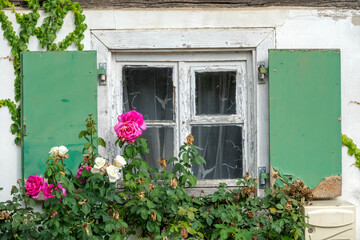 Fototapeta na wymiar Fester in einem alten Fachwerkhaus, Rosenstock, Seebach, Elsass, Frankreich