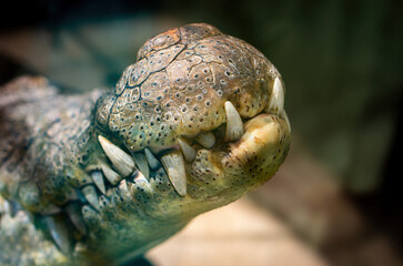 mouth of a crocodile, close-up