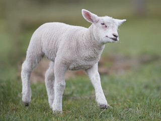 Naklejka na ściany i meble Young white lamb in the meadow