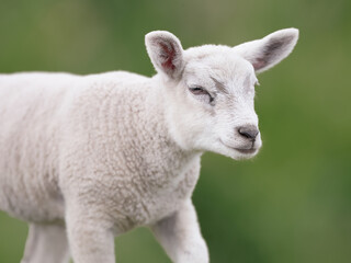 Young white lamb in the meadow