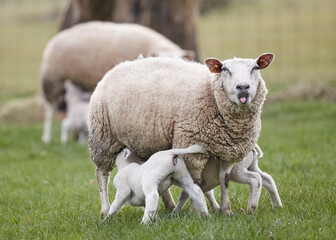Fototapeta premium White lambs drinking on the ewe sticking out her tongue
