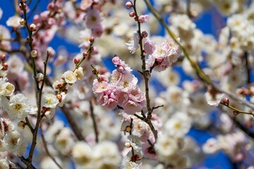 同じ枝に紅白の花が咲く縁起の良い梅