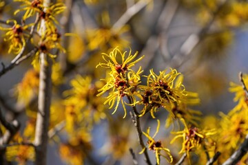 早春の光を浴びて咲く満開のマンサクの花