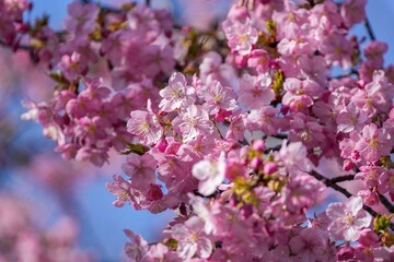 青空バックに見上げる満開の河津桜