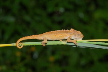 Natal Midlands Dwarf Chameleon (Bradypodion thamnobates)