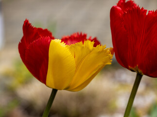 Yellow and red tulips flowers blooming in a garden