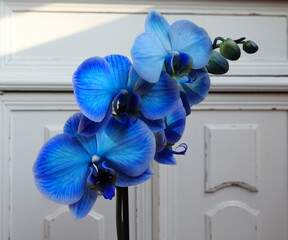 Orchidea Phalaenopsis blu e antico mobile bianco come sfondo 