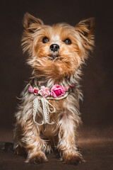 Mini Yorkshire Terrier | Portrait
