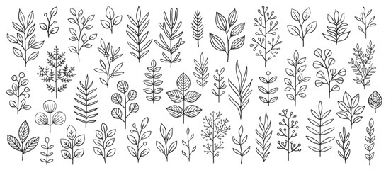 Plant brunches doodle illustration including different tree leaves. Hand drawn cute line art of forest flora - eucalyptus, fern, berries, blueberries. Outline rustic botanical drawing for coloring - obrazy, fototapety, plakaty