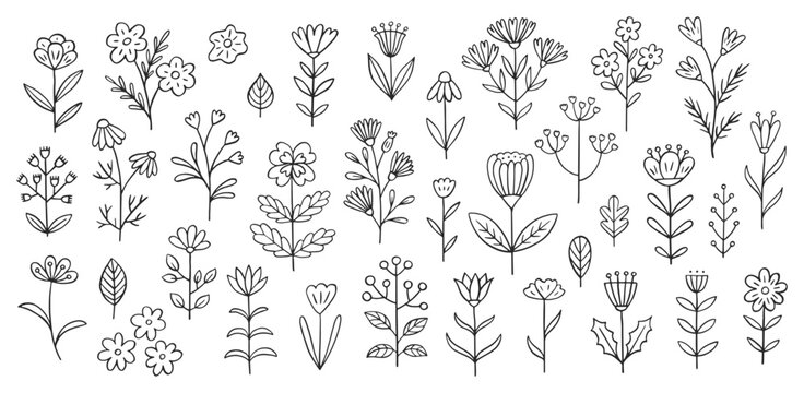 Flower doodle illustration including different field herbs. Hand drawn cute line art of spring flora - chamomile, clover cornflower, bluebell, lily, poppy, buttercup. Outline rustic botanical drawing