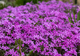 lilac aubrieta deltoidea flowers in the garden.