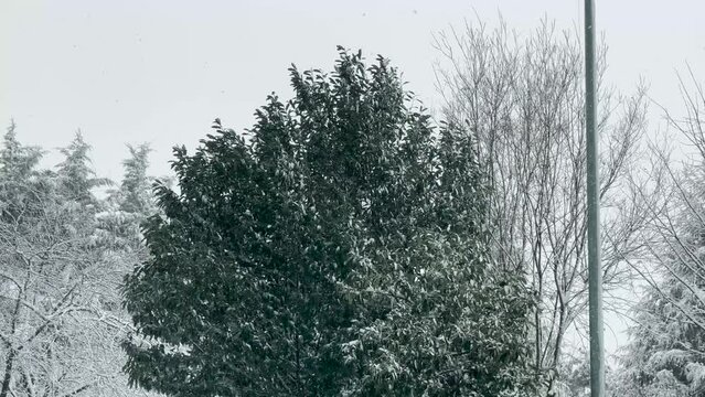 Storm, winter in forest. Snowy time, ice and snowy trees. Cold weather, snowflakes, frozen season.