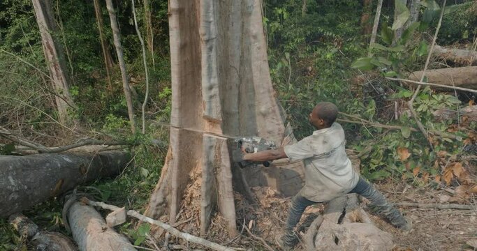 Aerial zoom out. Slash and burn subsistence farmers cutting down a tree in a tropical rainforest. Climate Change.Deforestation