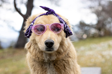 portrait of blue eyed tan crossbreed dog wearing bandana and purple sunglasses in pine forest
