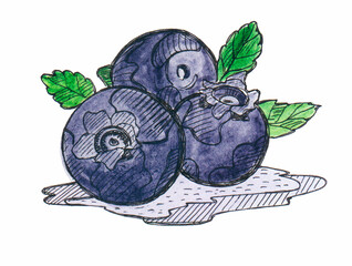 Hand drawn illustration of a blueberry