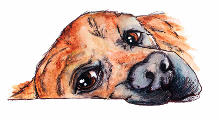 Hand drawn portrait of a dog.