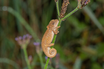 Natal Midlands Dwarf Chameleon (Bradypodion thamnobates) © Craig
