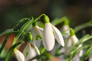 Obraz premium snowdrops in spring