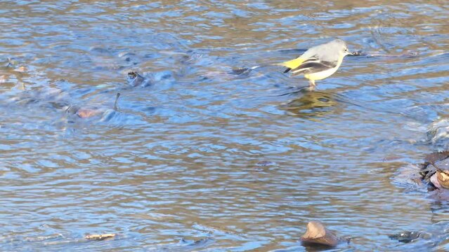 Lavandera Cascadena or gray wagtail, Motacilla cinerea, looking for food in the current of a river.