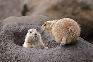 巣穴でお話をするプレーリードッグ